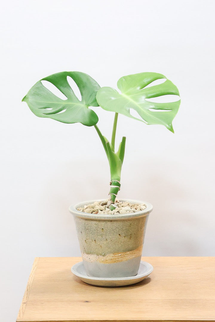 【モンステラ】全高35cm！かわいい幹上がりの面白い樹形です！他には無いイイ感じの樹形だと思います！