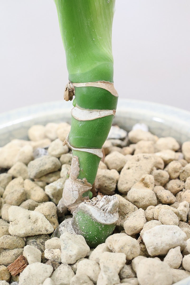 【モンステラ】全高35cm！かわいい幹上がりの面白い樹形です！他には無いイイ感じの樹形だと思います！