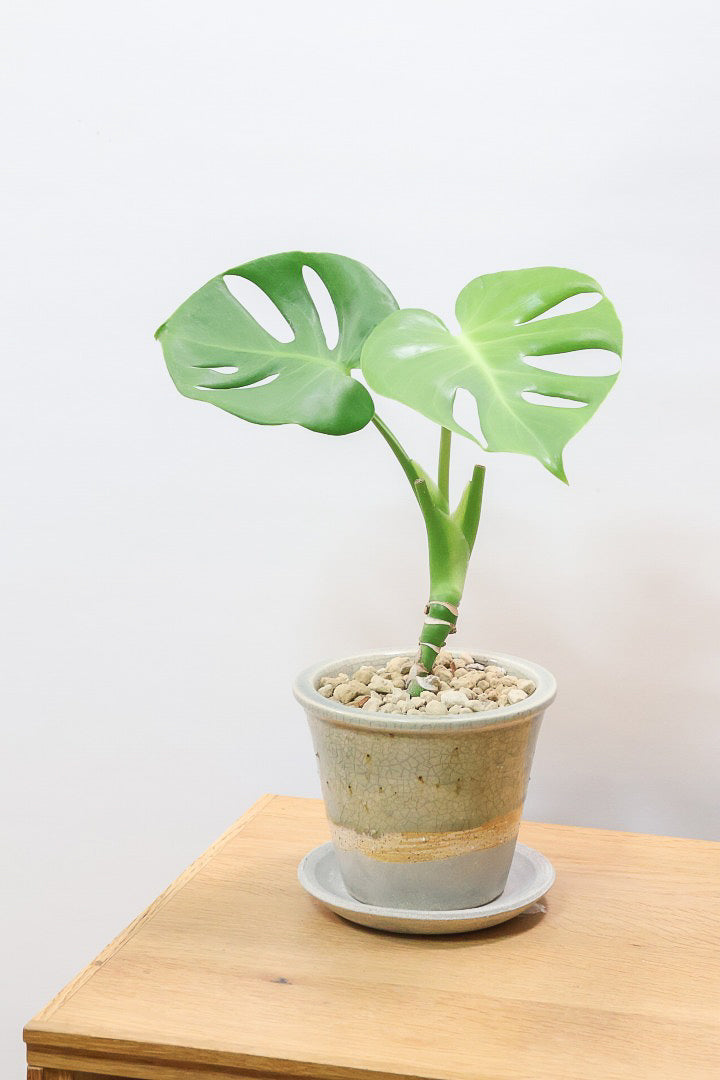 【モンステラ】全高35cm！かわいい幹上がりの面白い樹形です！他には無いイイ感じの樹形だと思います！