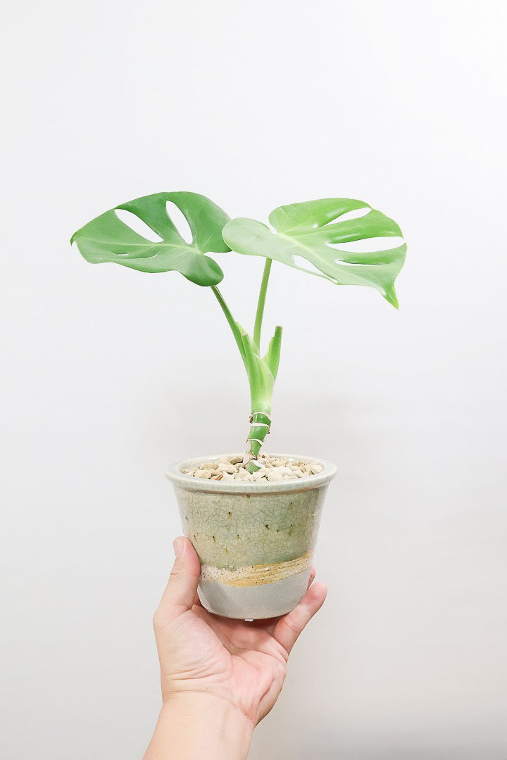 【モンステラ】全高35cm！かわいい幹上がりの面白い樹形です！他には無いイイ感じの樹形だと思います！