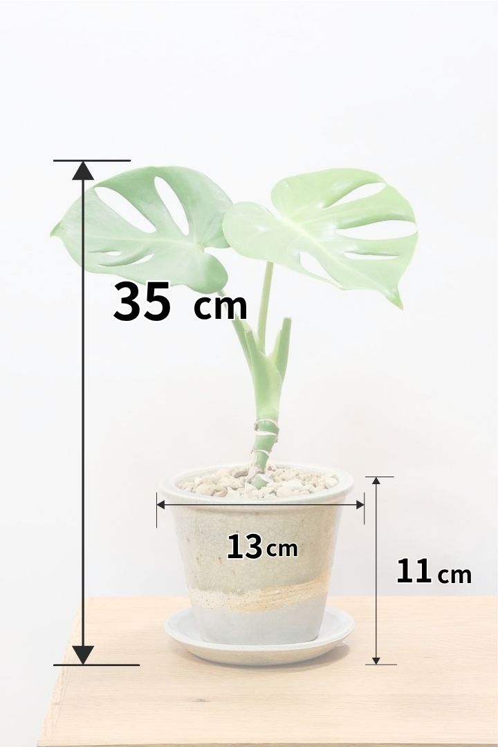 【モンステラ】全高35cm！かわいい幹上がりの面白い樹形です！他には無いイイ感じの樹形だと思います！