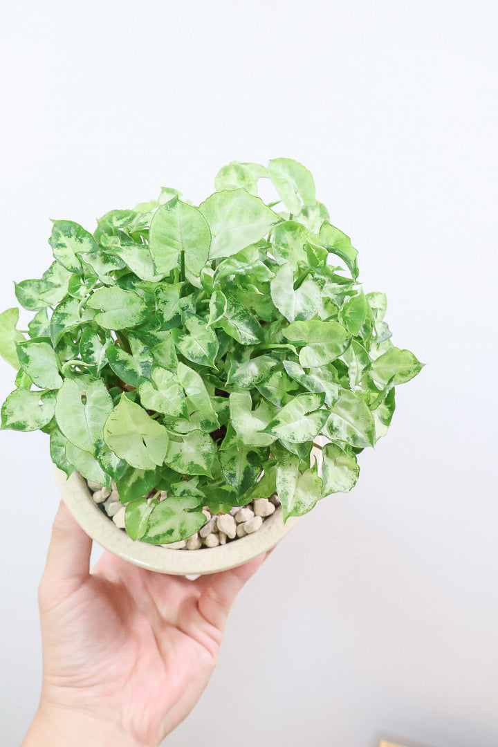 【シンゴニウム マッキー】全高28cmのかわいいサイズ！シンゴニウムの中でも超ミニミニの葉が特徴のかわいい品種！POTもカワイイフォルムで素敵です！