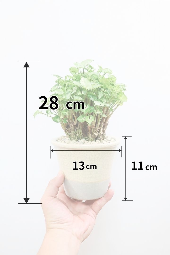 【シンゴニウム マッキー】全高28cmのかわいいサイズ！シンゴニウムの中でも超ミニミニの葉が特徴のかわいい品種！POTもカワイイフォルムで素敵です！