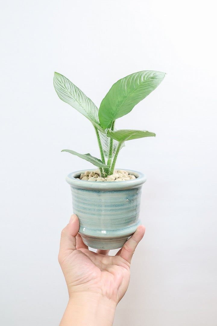 【スキスマトグロッティス シリアータ】APEGOでは初入荷の個性的な葉の植物！今回限りの入荷ですので、ぜひご検討ください！