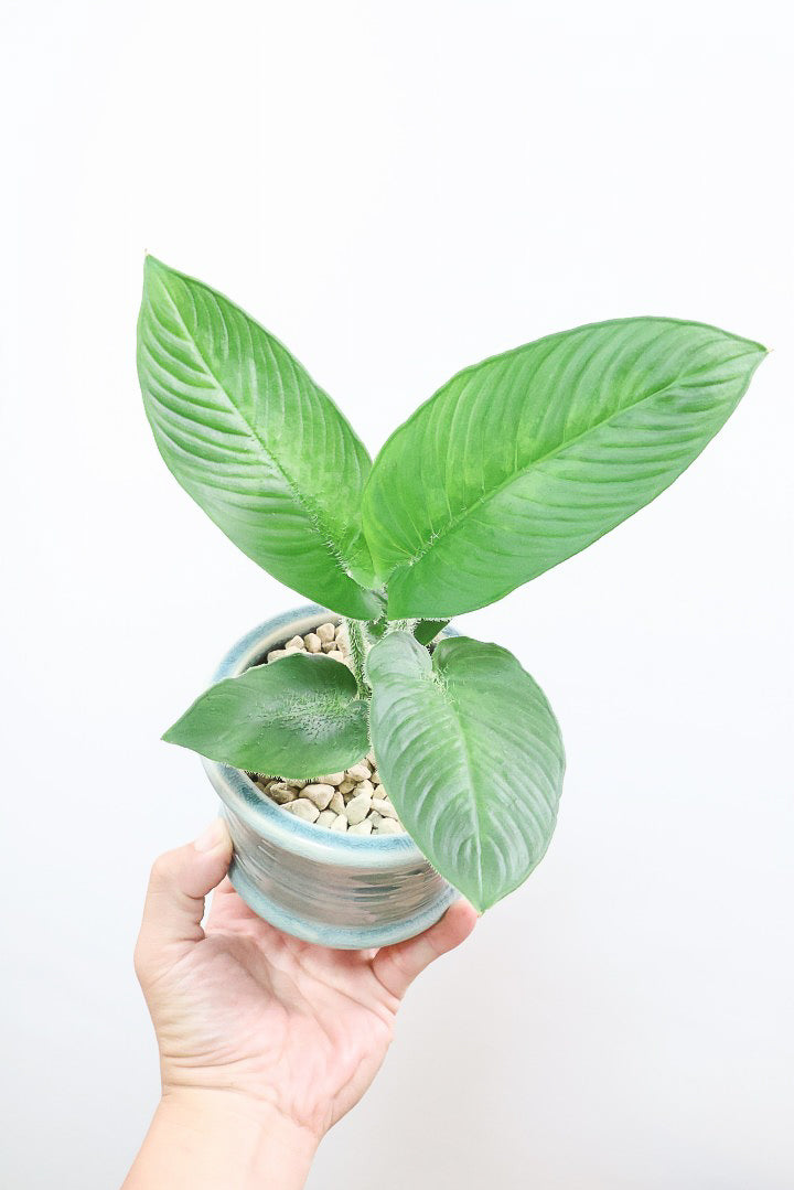 【スキスマトグロッティス シリアータ】APEGOでは初入荷の個性的な葉の植物！今回限りの入荷ですので、ぜひご検討ください！