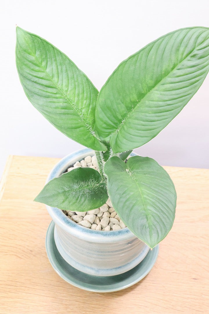 【スキスマトグロッティス シリアータ】APEGOでは初入荷の個性的な葉の植物！今回限りの入荷ですので、ぜひご検討ください！