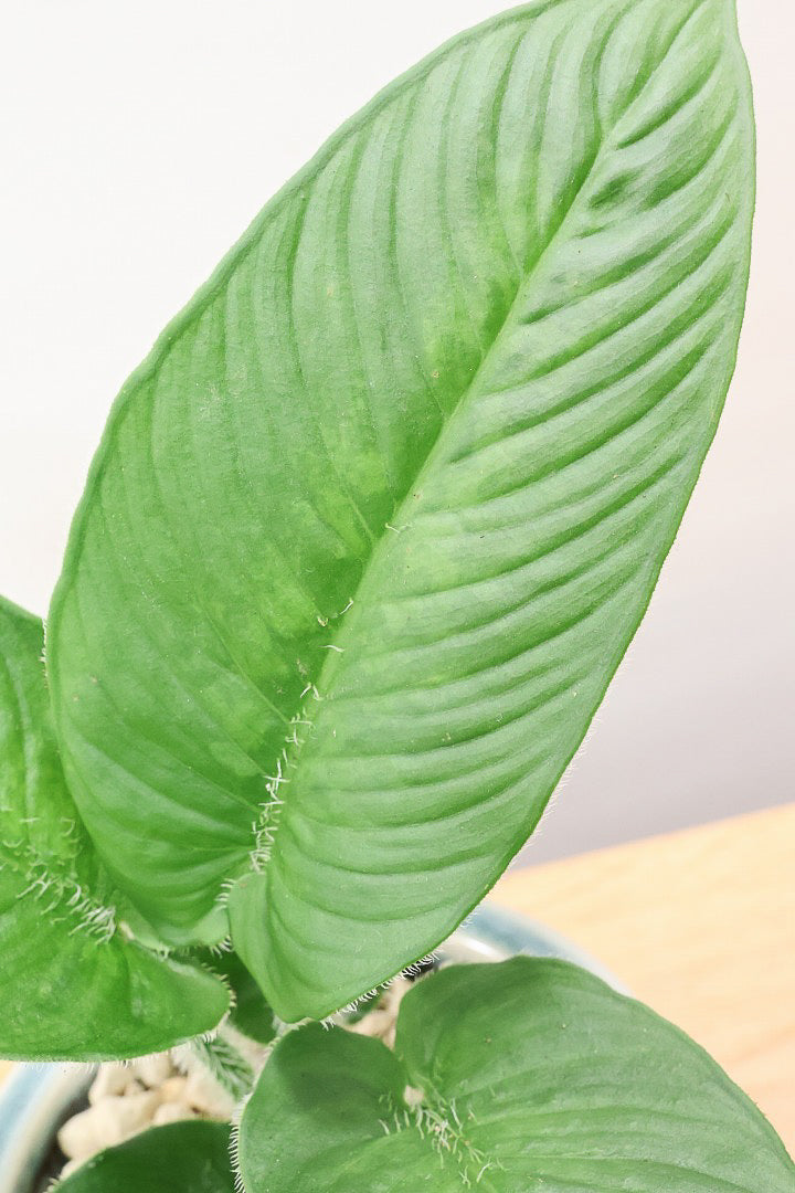 【スキスマトグロッティス シリアータ】APEGOでは初入荷の個性的な葉の植物！今回限りの入荷ですので、ぜひご検討ください！