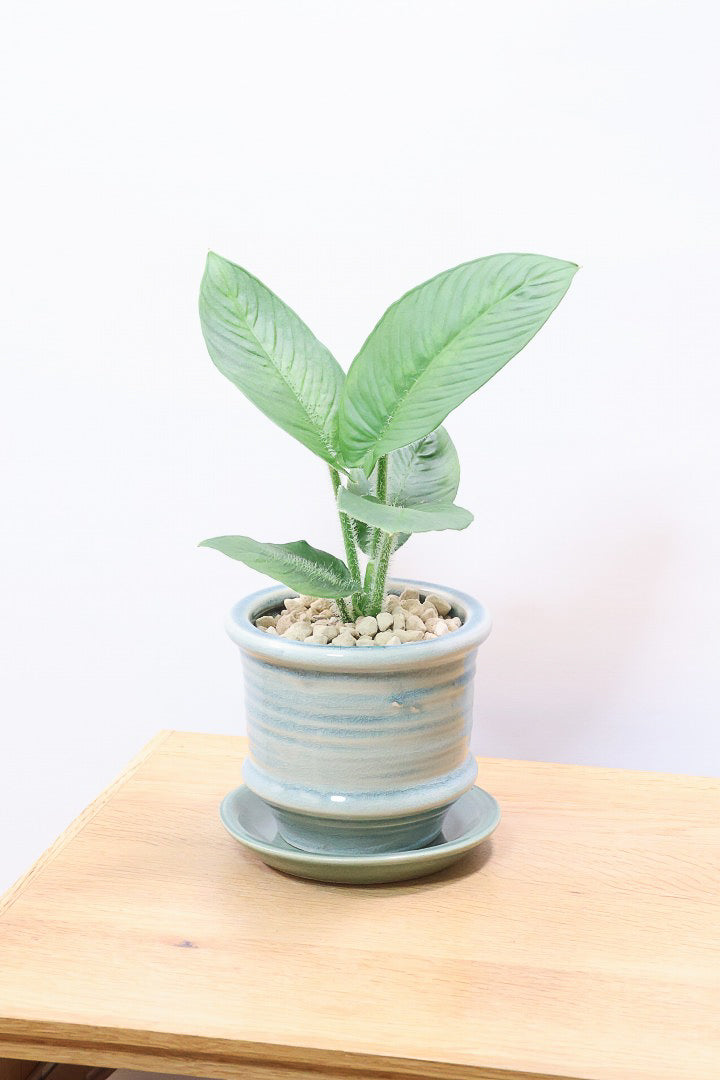 【スキスマトグロッティス シリアータ】APEGOでは初入荷の個性的な葉の植物！今回限りの入荷ですので、ぜひご検討ください！