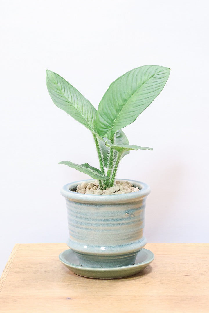【スキスマトグロッティス シリアータ】APEGOでは初入荷の個性的な葉の植物！今回限りの入荷ですので、ぜひご検討ください！