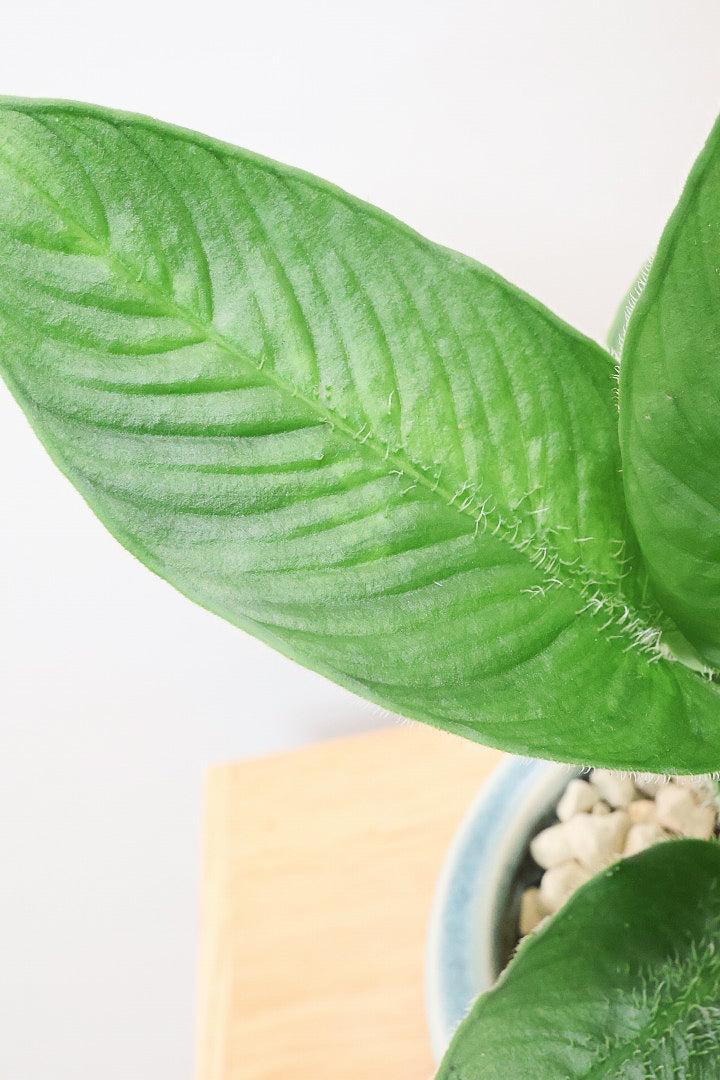 【スキスマトグロッティス シリアータ】APEGOでは初入荷の個性的な葉の植物！今回限りの入荷ですので、ぜひご検討ください！