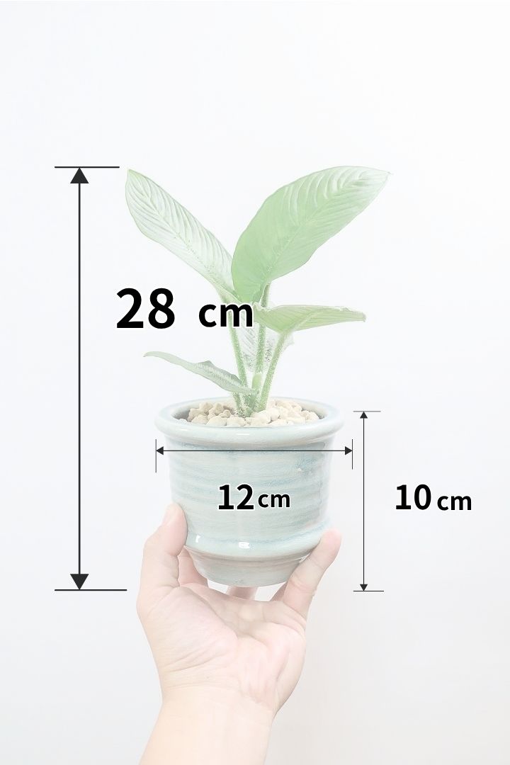 【スキスマトグロッティス シリアータ】APEGOでは初入荷の個性的な葉の植物！今回限りの入荷ですので、ぜひご検討ください！