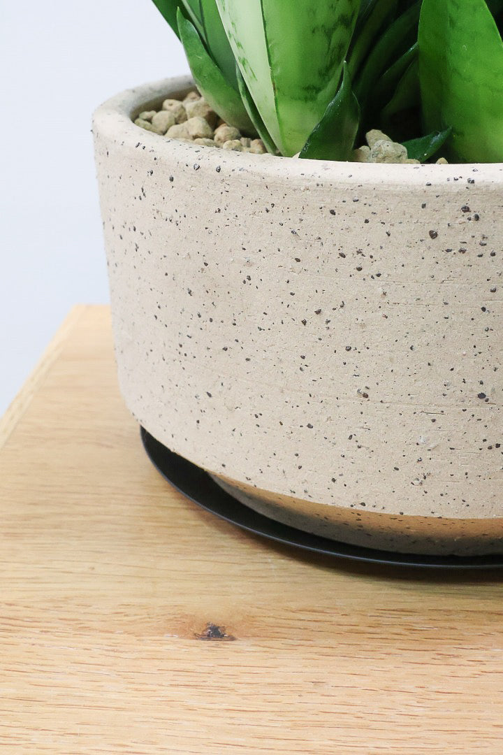 【サンスベリア シルバーハニー】全高32cmのボリュームのある5号サイズ！このサイズを作っている生産者さんは少ないのでめったに入荷できないサイズ感です！
