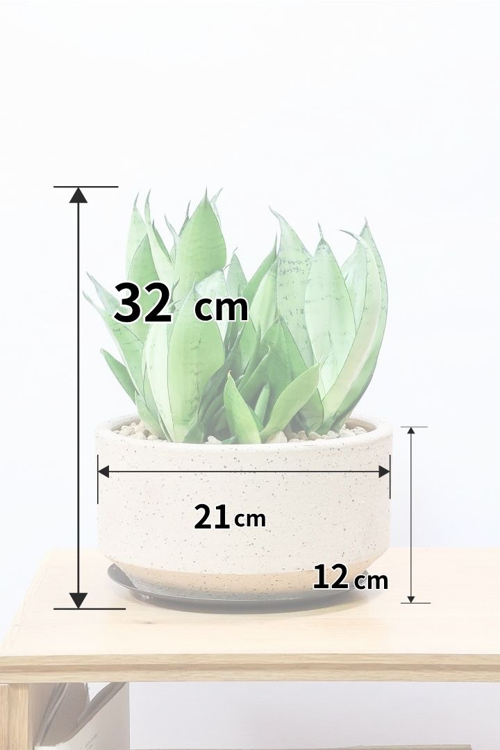 【サンスベリア シルバーハニー】全高32cmのボリュームのある5号サイズ！このサイズを作っている生産者さんは少ないのでめったに入荷できないサイズ感です！