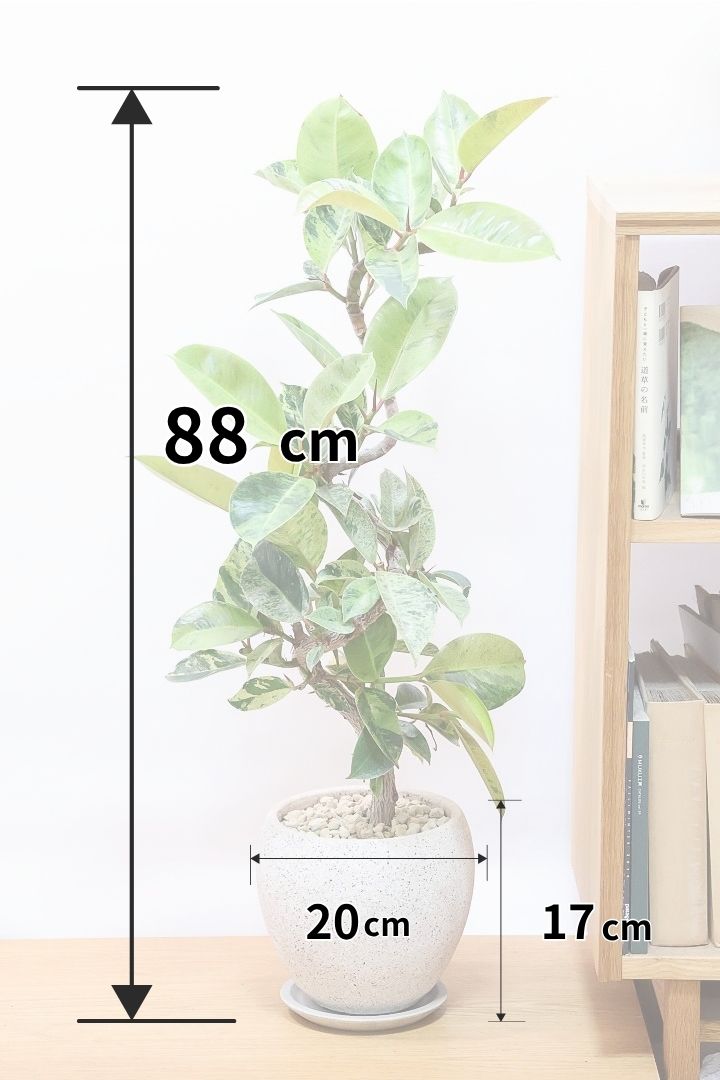 【フィカス ジン】全高88cmのスタイリッシュな樹形！生産者さんから良いのができたよーって連絡をいただきました！