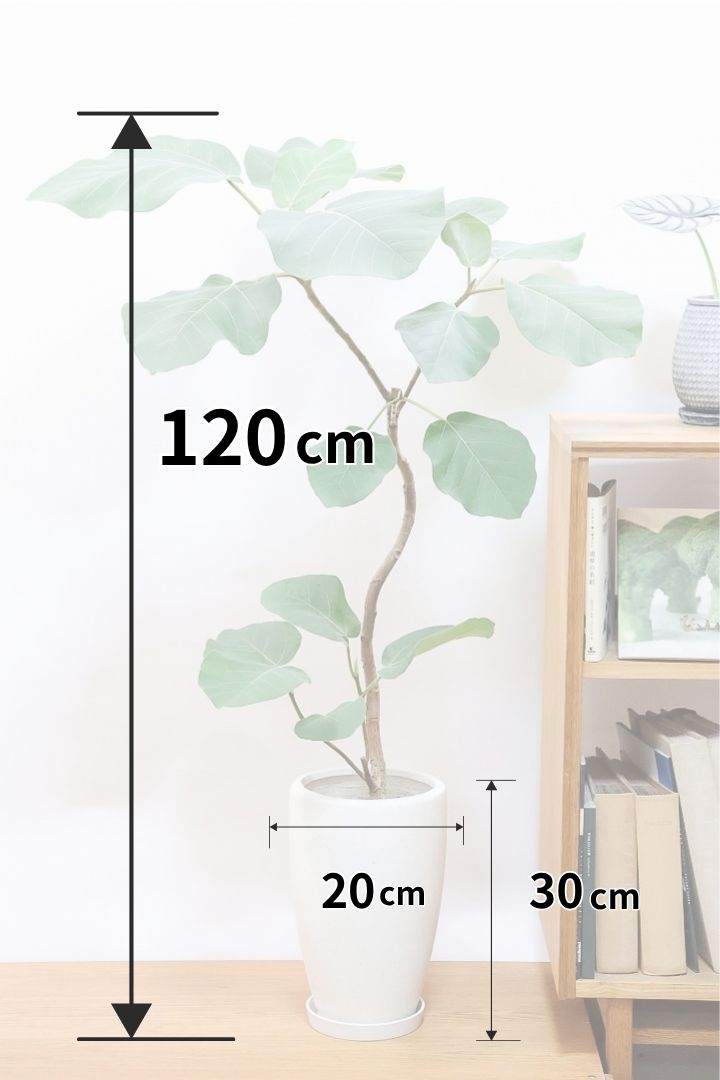 【フィカス エベレスト】全高120cmのBIGサイズ！大きいサイズなので見応えがあります！フィカスの中でも希少な品種！しかも今回は美しい曲り樹形！これは絶対にオススメ！