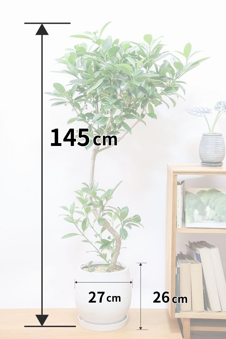 【ファグラエア】全高145cmの超BIGサイズ！比較的に暗い場所でも良く育つかんようしょくぶつ！温暖な鹿児島県でしっかりと育てられました！