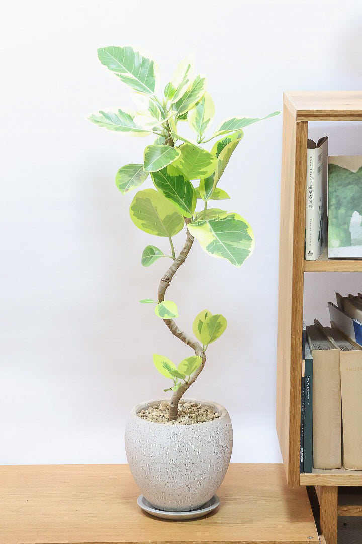 【アルテシマ】全高90cm！美しいカーブを描いた樹形！このサイズのアルテシマはなかなか入荷しませんのでおススメです！