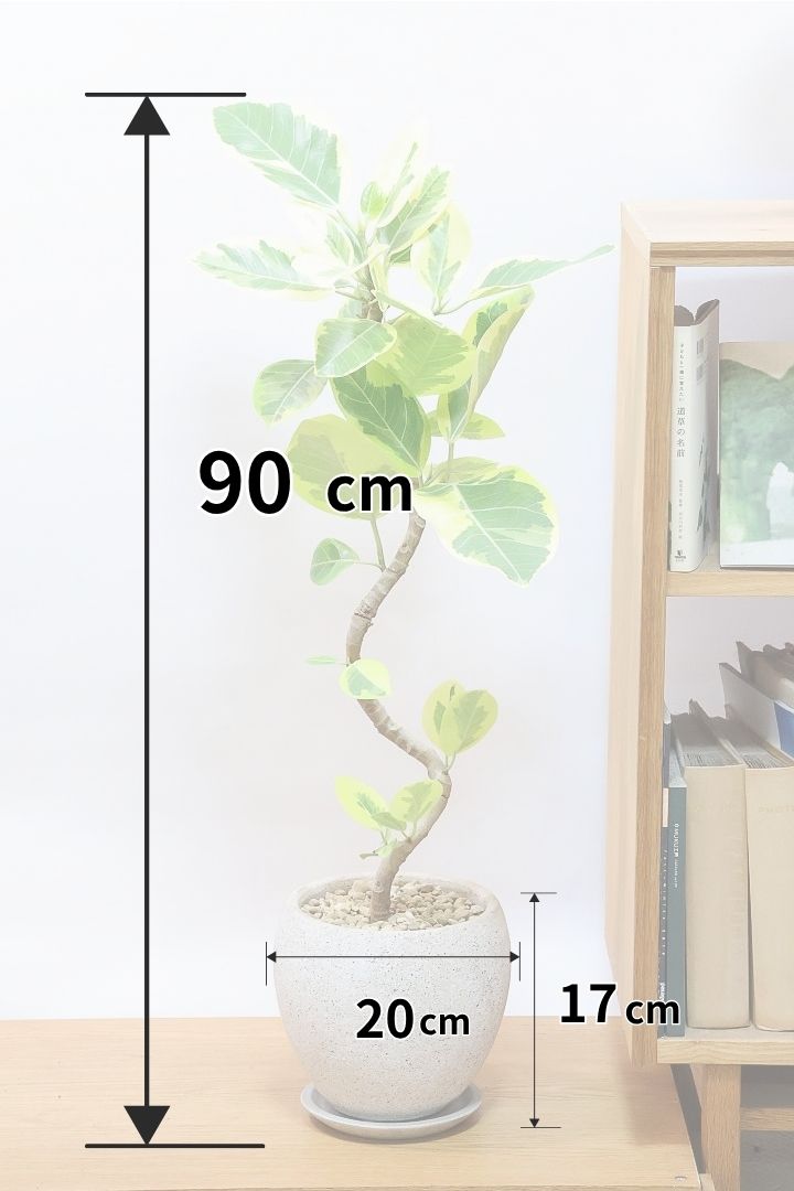 【アルテシマ】全高90cm！美しいカーブを描いた樹形！このサイズのアルテシマはなかなか入荷しませんのでおススメです！