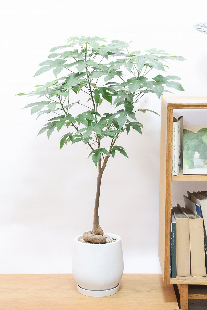 【ブラキキトン ディスカラー】全高103cm！今回がラストに今シーズンラスト入荷！次は来年の春になります！葉に産毛があるかわいいタイプ。根っこはもちろん個性的に仕上がっています！