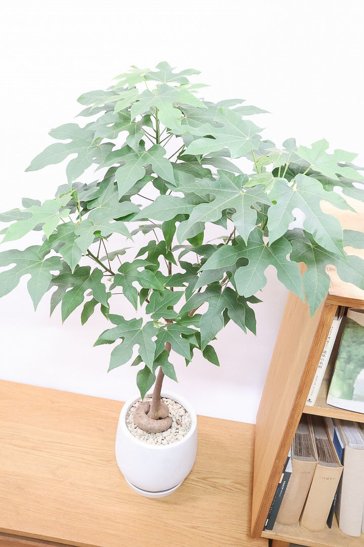 【ブラキキトン ディスカラー】全高103cm！今回がラストに今シーズンラスト入荷！次は来年の春になります！葉に産毛があるかわいいタイプ。根っこはもちろん個性的に仕上がっています！