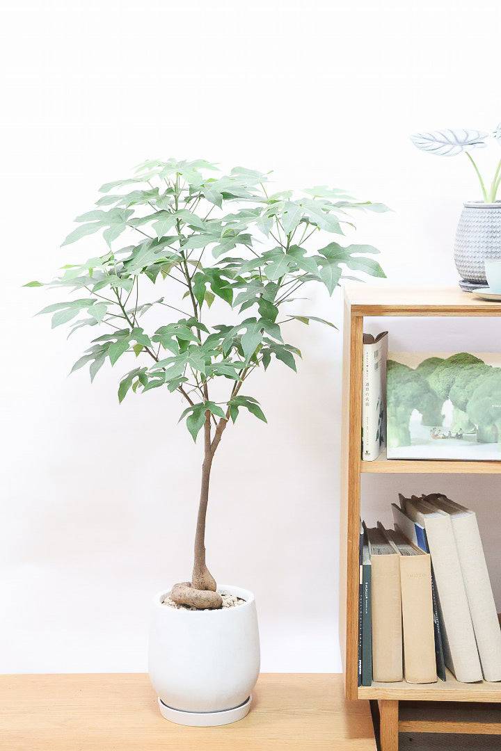 【ブラキキトン ディスカラー】全高103cm！今回がラストに今シーズンラスト入荷！次は来年の春になります！葉に産毛があるかわいいタイプ。根っこはもちろん個性的に仕上がっています！