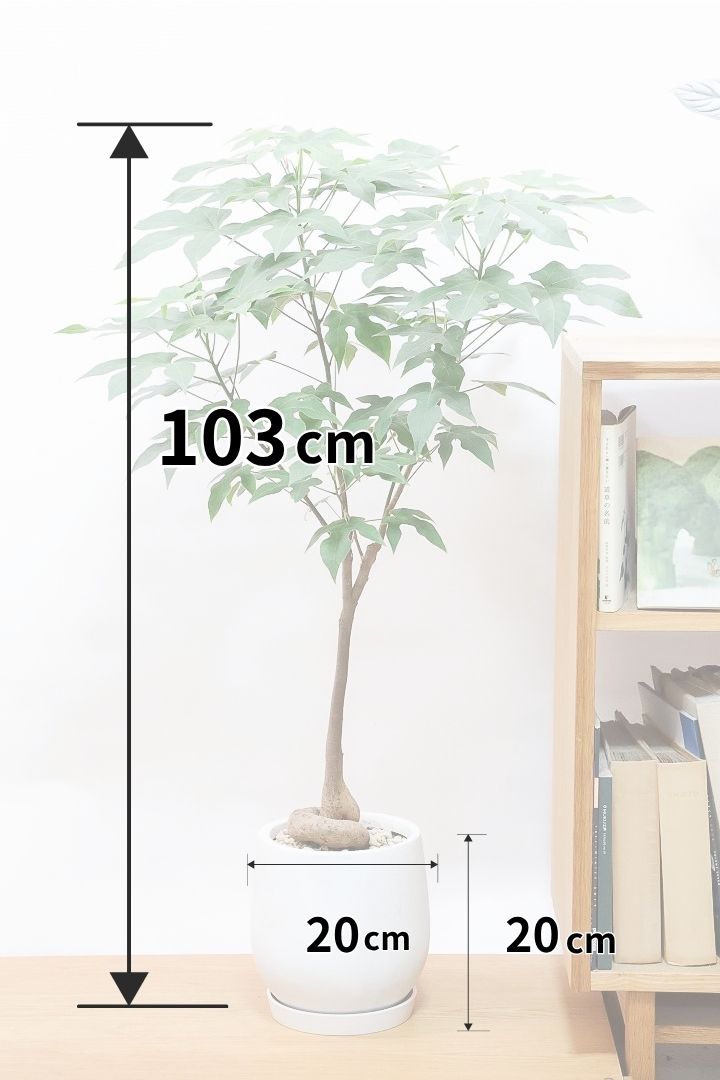 【ブラキキトン ディスカラー】全高103cm！今回がラストに今シーズンラスト入荷！次は来年の春になります！葉に産毛があるかわいいタイプ。根っこはもちろん個性的に仕上がっています！