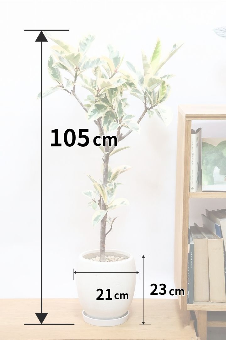 【フィカス ティネケ】全高105cmのボリュームがあるタイプ！このサイズのティネケはめったに入荷しません！樹形もナチュラルでイイ感じ！