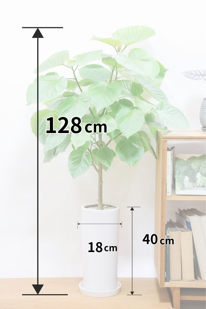 【ウンベラータ】全高128センチのスタイリッシュなロングPOT！ボリュームもありますので、見応えがありますよね