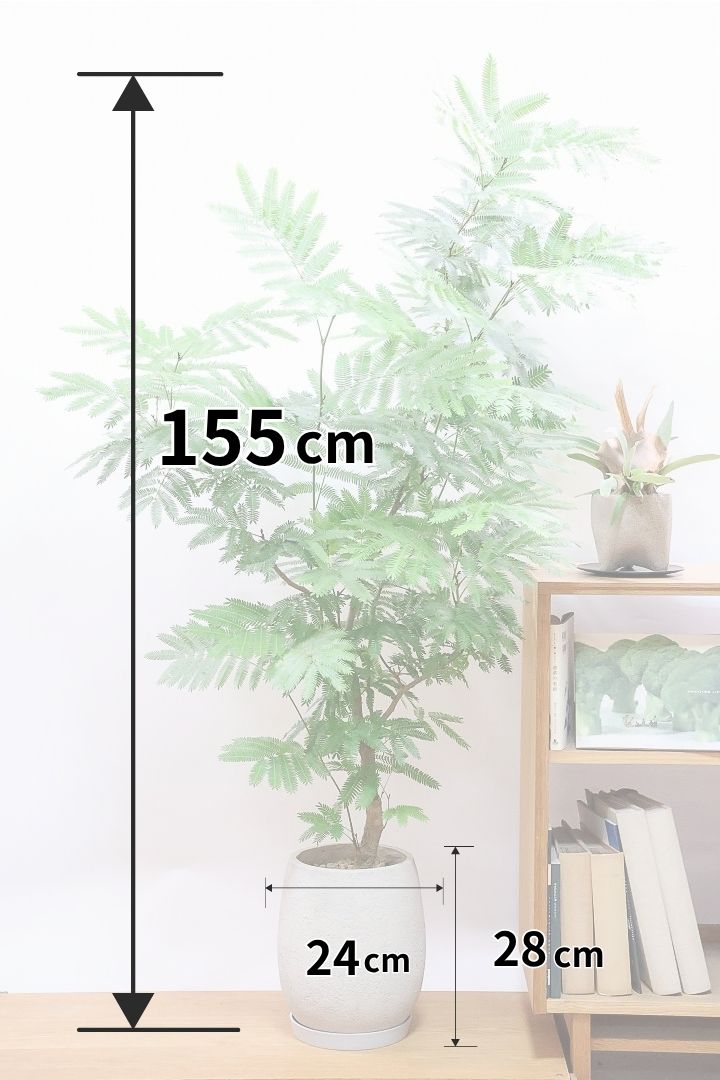 【エバーフレッシュ】全高155cmのボリュームがあるタイプ！幹もとてもしっかりとしていますので、存在感がありますよ！