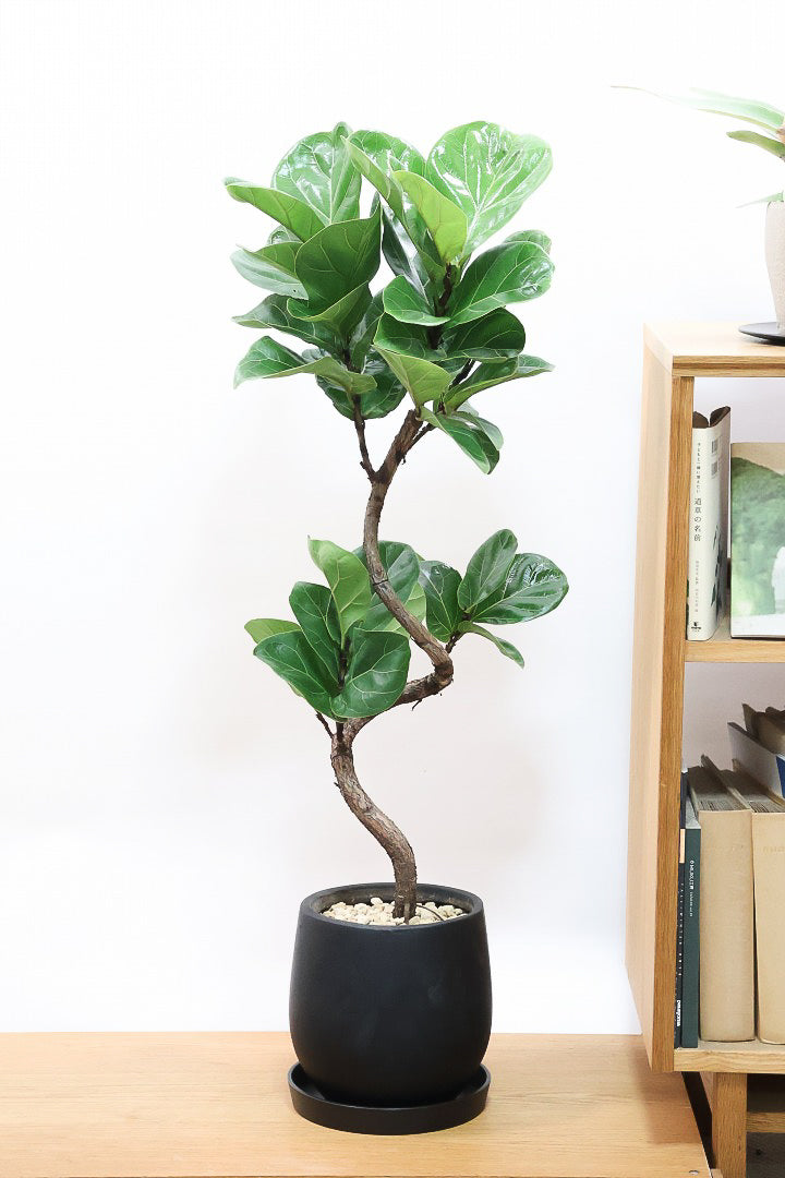 【カシワバゴム】全高100cm！植物もPOTも大人色♪仕入れの時に幹とのバランスがイイものを選りすぐってきましたよ！