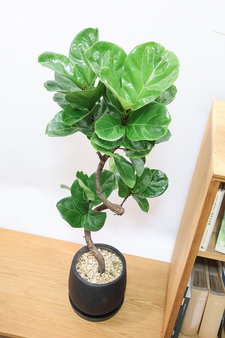 【カシワバゴム】全高100cm！植物もPOTも大人色♪仕入れの時に幹とのバランスがイイものを選りすぐってきましたよ！