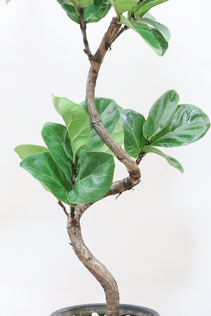 【カシワバゴム】全高100cm！植物もPOTも大人色♪仕入れの時に幹とのバランスがイイものを選りすぐってきましたよ！