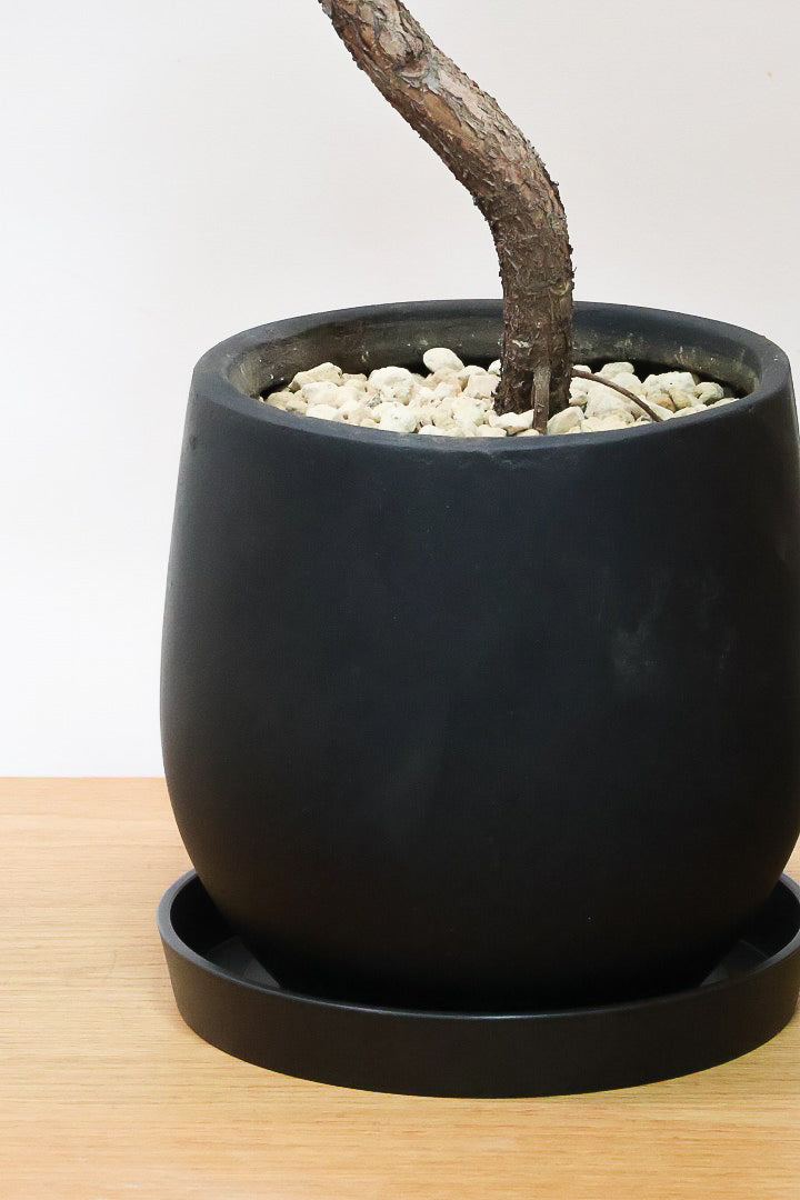 【カシワバゴム】全高100cm！植物もPOTも大人色♪仕入れの時に幹とのバランスがイイものを選りすぐってきましたよ！