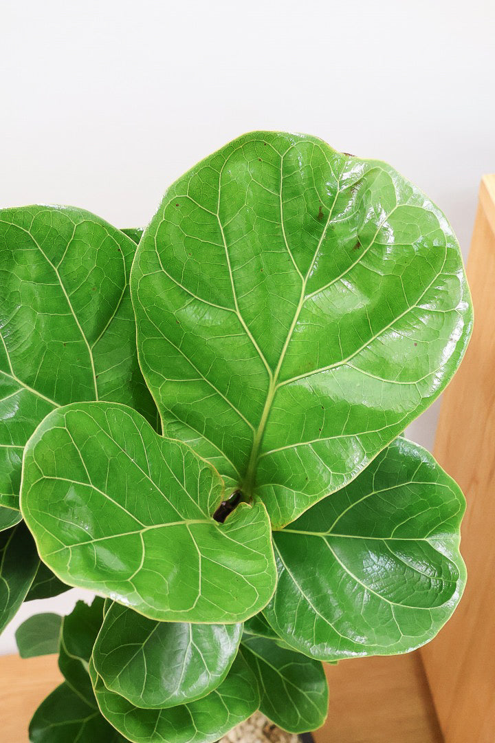【カシワバゴム】全高100cm！植物もPOTも大人色♪仕入れの時に幹とのバランスがイイものを選りすぐってきましたよ！