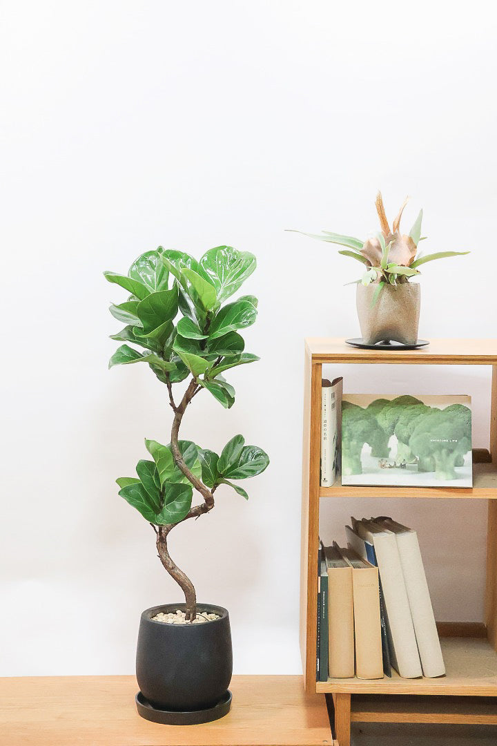 【カシワバゴム】全高100cm！植物もPOTも大人色♪仕入れの時に幹とのバランスがイイものを選りすぐってきましたよ！