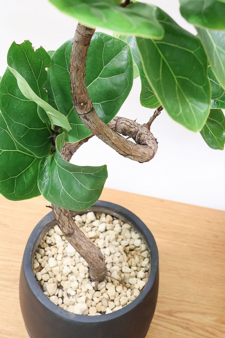 【カシワバゴム】全高100cm！植物もPOTも大人色♪仕入れの時に幹とのバランスがイイものを選りすぐってきましたよ！