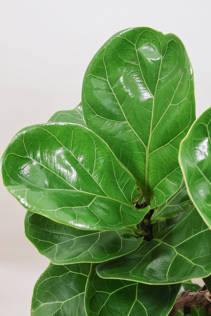 【カシワバゴム】全高100cm！植物もPOTも大人色♪仕入れの時に幹とのバランスがイイものを選りすぐってきましたよ！
