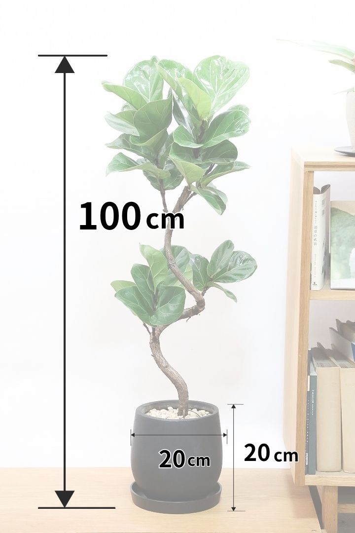 【カシワバゴム】全高100cm！植物もPOTも大人色♪仕入れの時に幹とのバランスがイイものを選りすぐってきましたよ！