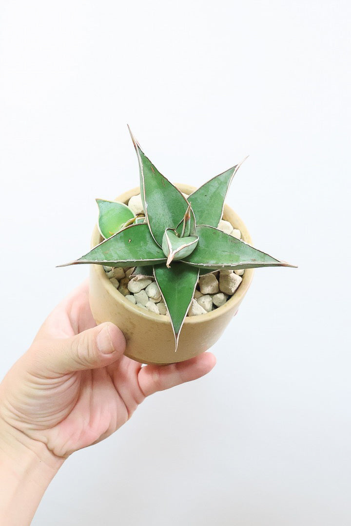 【サンスベリア ピングイキュラ】全高16cm！とても希少な品種。ここまできれいな個体はめったに出回りませんのでぜひともご検討ください！