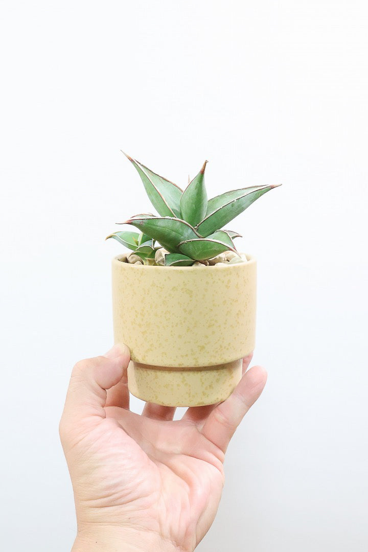 【サンスベリア ピングイキュラ】全高16cm！とても希少な品種。ここまできれいな個体はめったに出回りませんのでぜひともご検討ください！