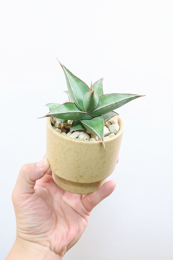 【サンスベリア ピングイキュラ】全高16cm！とても希少な品種。ここまできれいな個体はめったに出回りませんのでぜひともご検討ください！