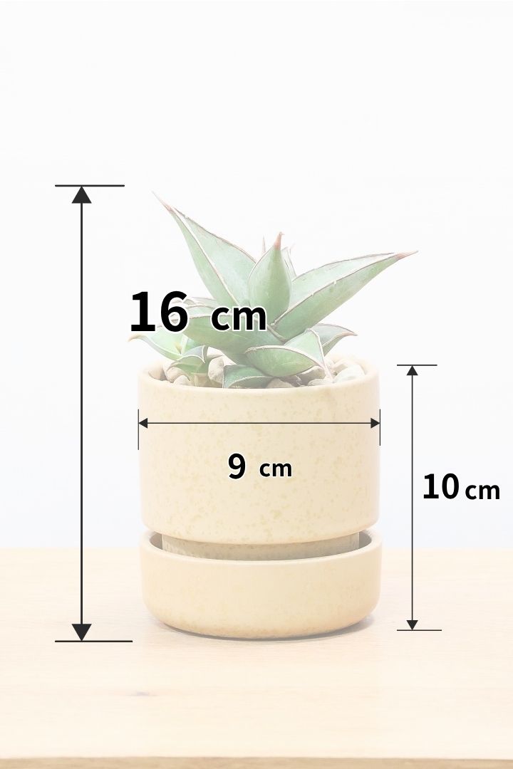 【サンスベリア ピングイキュラ】全高16cm！とても希少な品種。ここまできれいな個体はめったに出回りませんのでぜひともご検討ください！