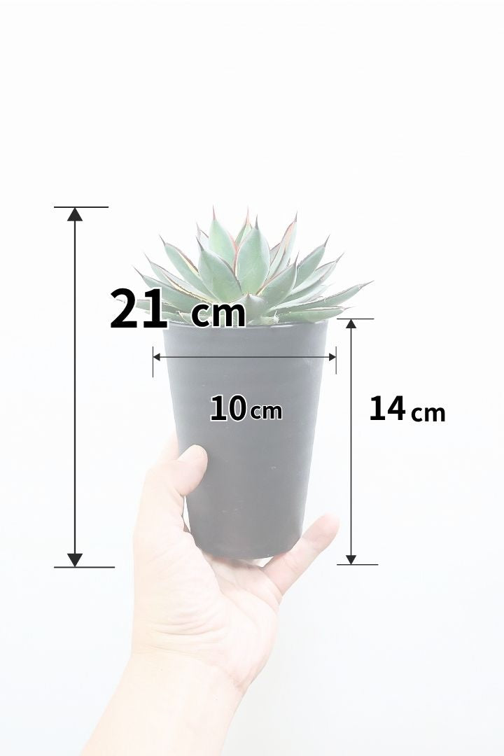 【アガベ バーントバーガンディ バリエガタ】全高21cm！待望の再入荷！今回も斑入りタイプ！コンパクトな葉形が特徴のアガベ！生長がゆっくりな植物なのであまり樹形も乱れにくいです！