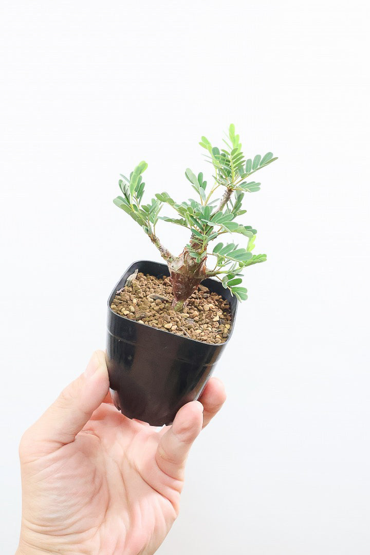 【センナ メリディオナリス】全高18cm！APEGOでは初入荷の個性的な植物！夜になると葉を閉じる性質がありますので育て甲斐がありますよ！