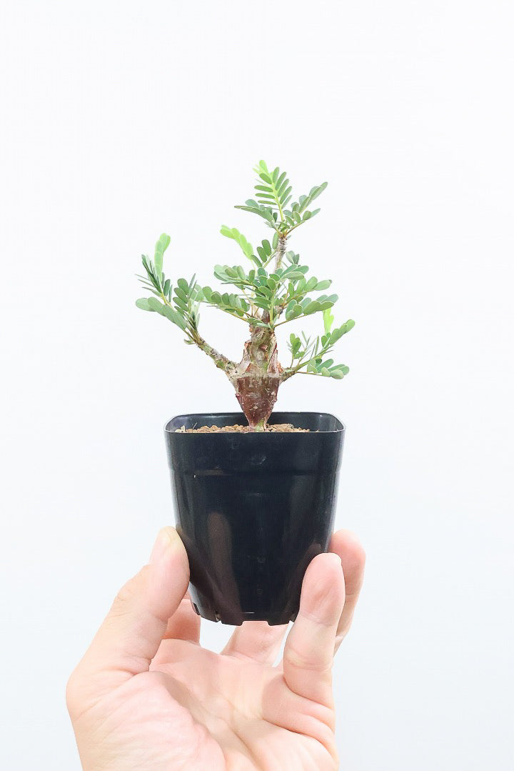 【センナ メリディオナリス】全高18cm！APEGOでは初入荷の個性的な植物！夜になると葉を閉じる性質がありますので育て甲斐がありますよ！