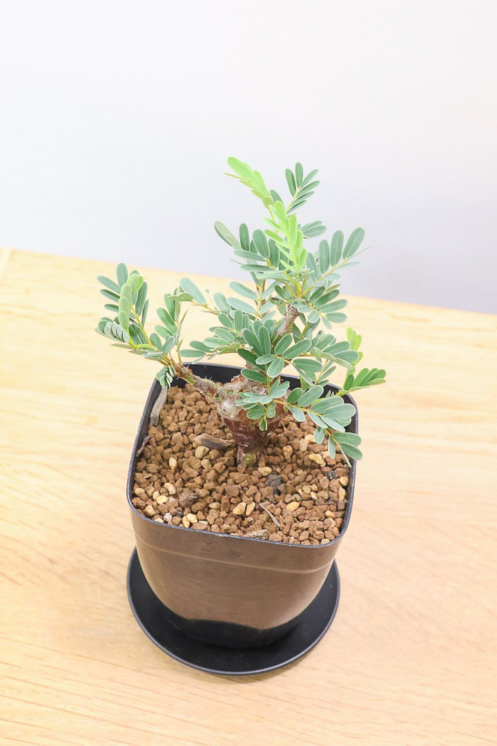 【センナ メリディオナリス】全高18cm！APEGOでは初入荷の個性的な植物！夜になると葉を閉じる性質がありますので育て甲斐がありますよ！