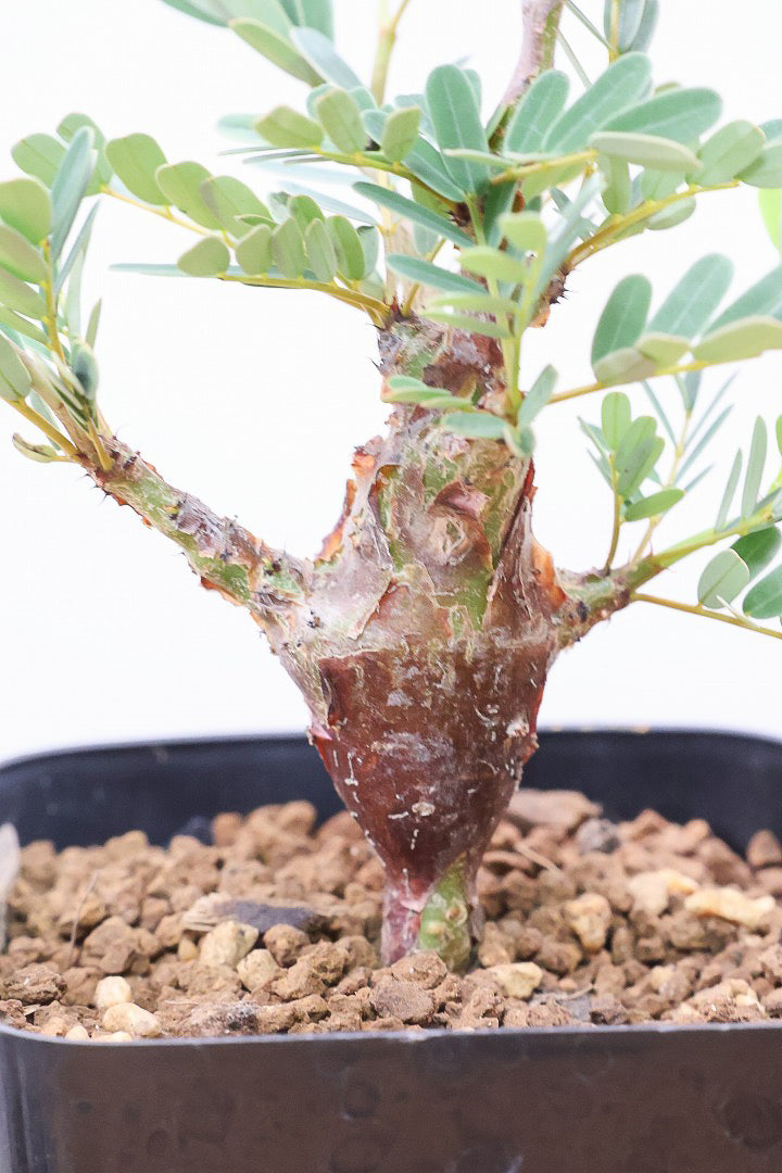 【センナ メリディオナリス】全高18cm！APEGOでは初入荷の個性的な植物！夜になると葉を閉じる性質がありますので育て甲斐がありますよ！