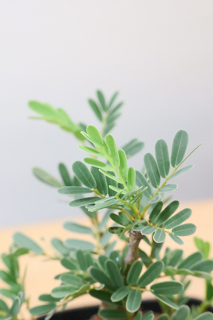 【センナ メリディオナリス】全高18cm！APEGOでは初入荷の個性的な植物！夜になると葉を閉じる性質がありますので育て甲斐がありますよ！