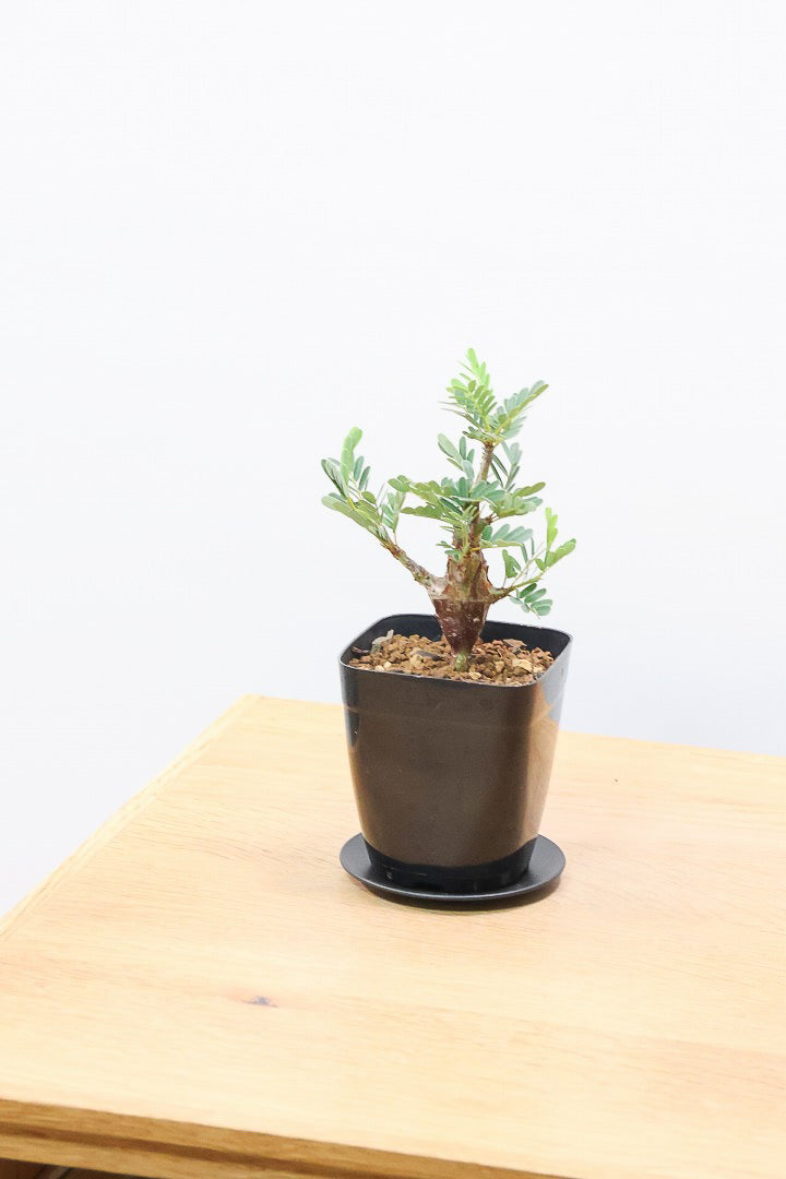 【センナ メリディオナリス】全高18cm！APEGOでは初入荷の個性的な植物！夜になると葉を閉じる性質がありますので育て甲斐がありますよ！
