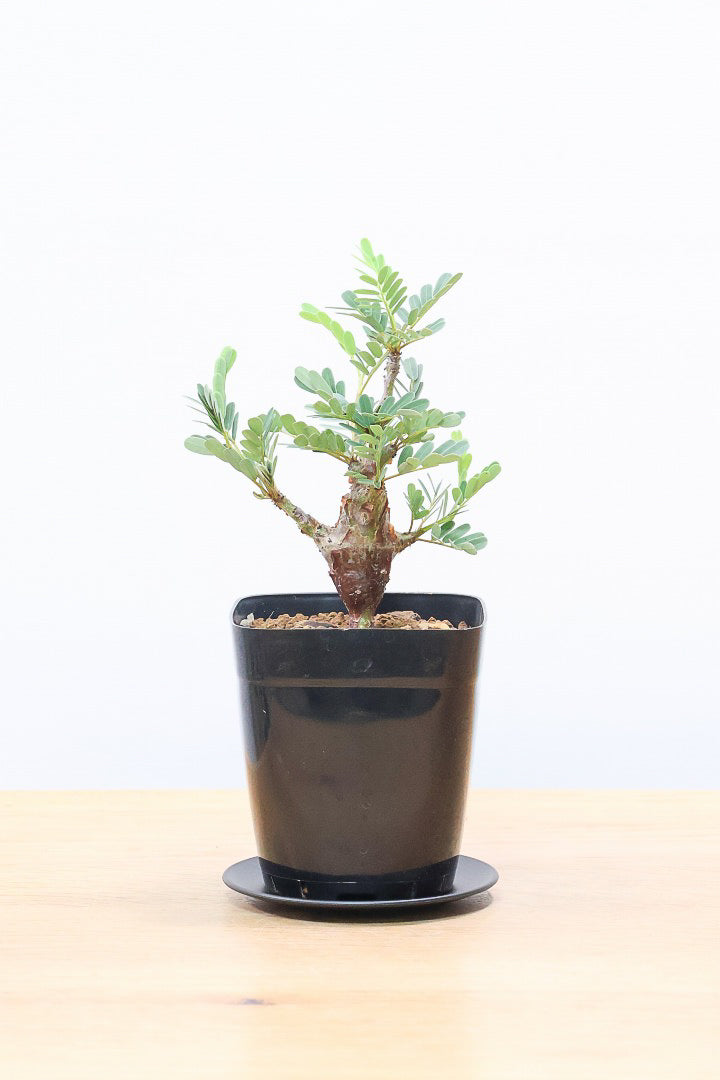 【センナ メリディオナリス】全高18cm！APEGOでは初入荷の個性的な植物！夜になると葉を閉じる性質がありますので育て甲斐がありますよ！
